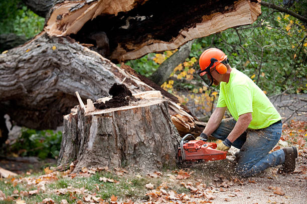 How Our Tree Care Process Works  in  Brighton, TN